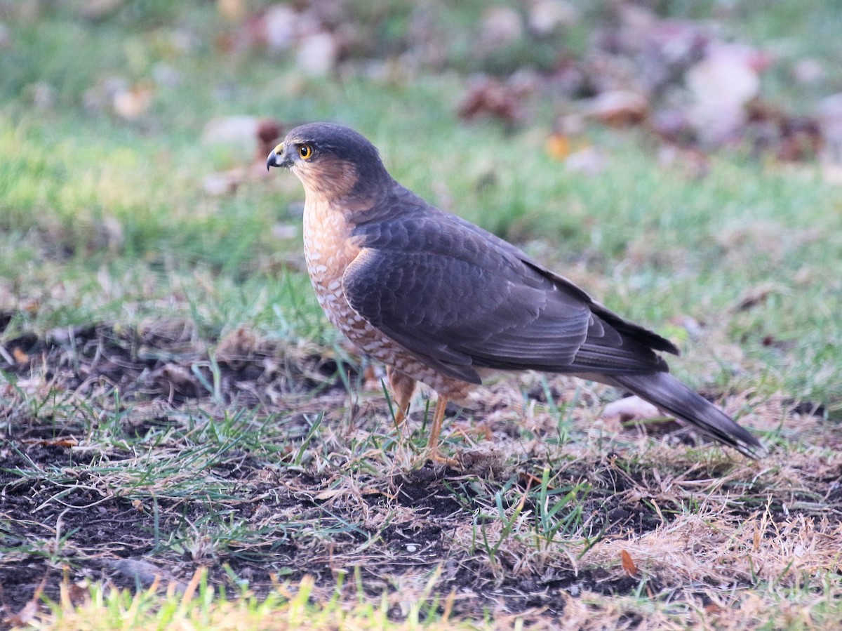 Sharp-shinned Hawk - ML626331530