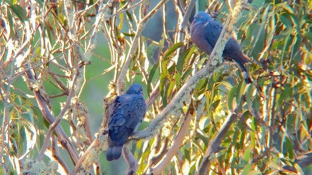 カナリーバト - ML626332307