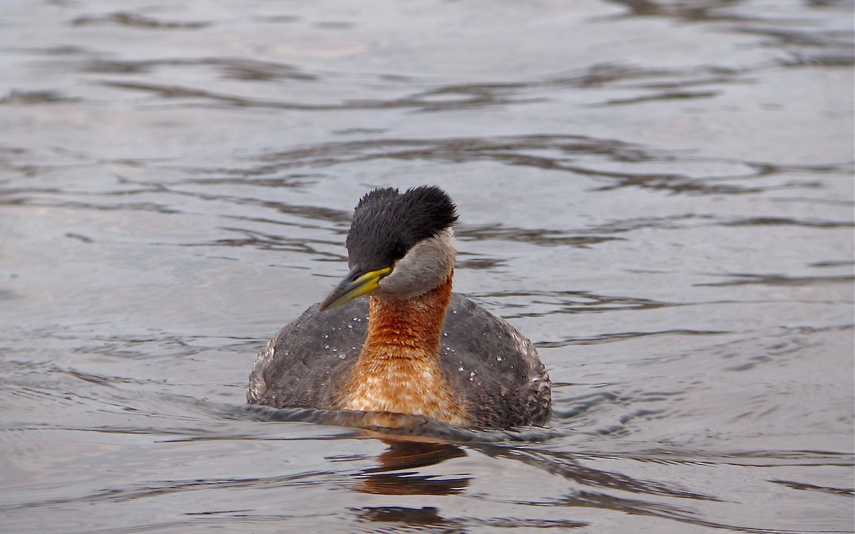 Буурал шунгуур - ML626332323