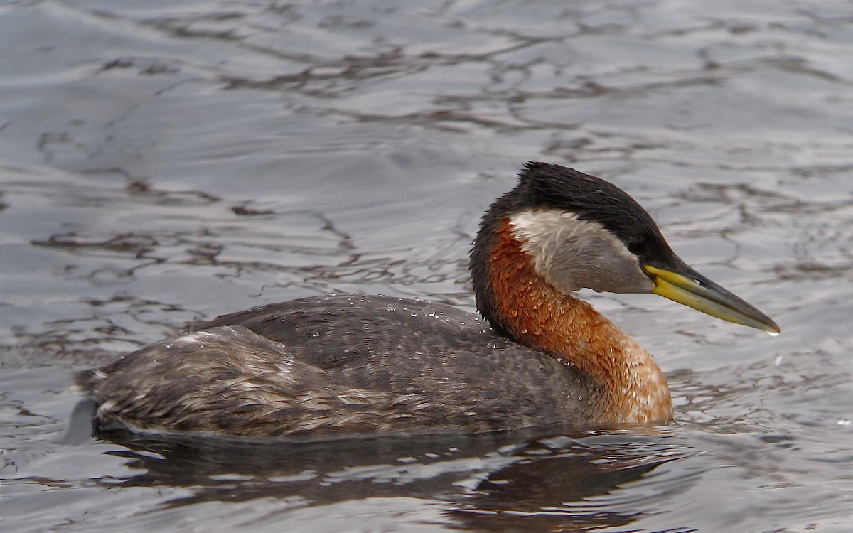 Буурал шунгуур - ML626332324