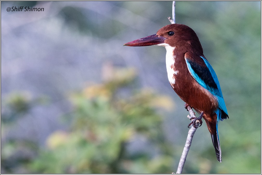 White-throated Kingfisher - ML626332439