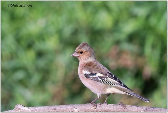 Common Chaffinch - ML626332467