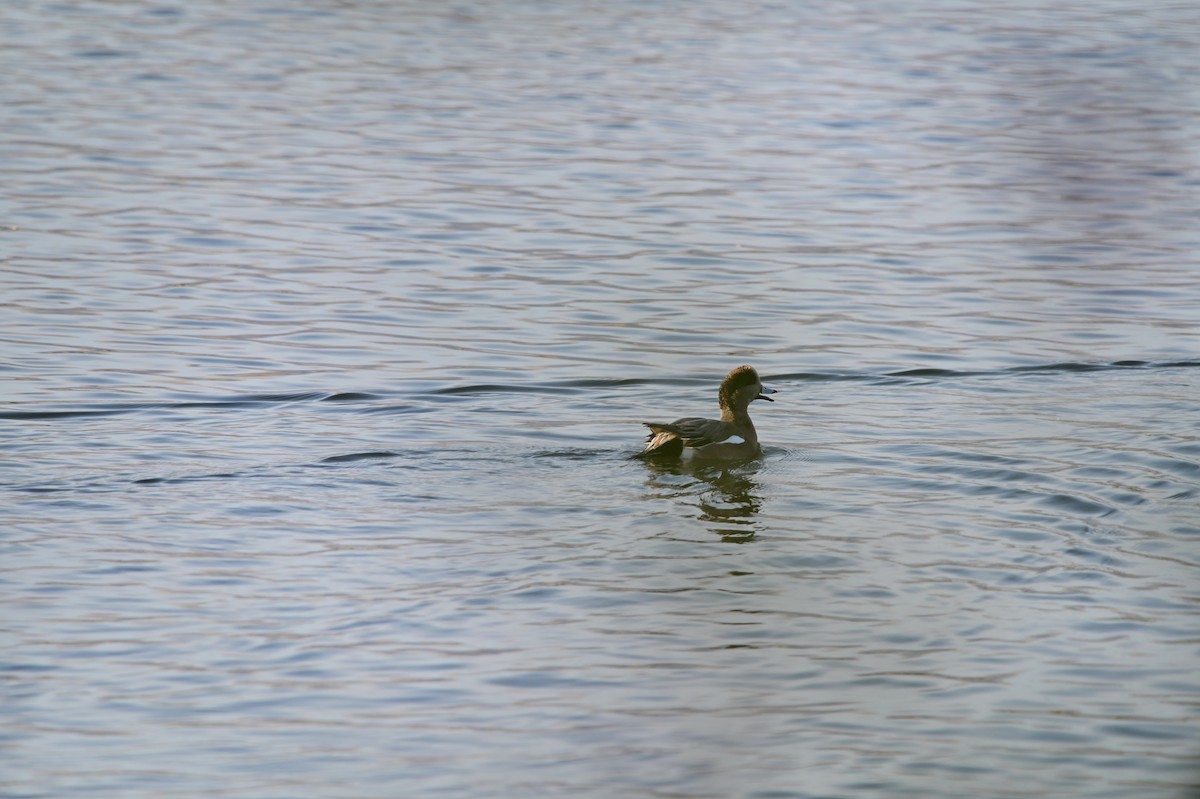 American Wigeon - ML626332484