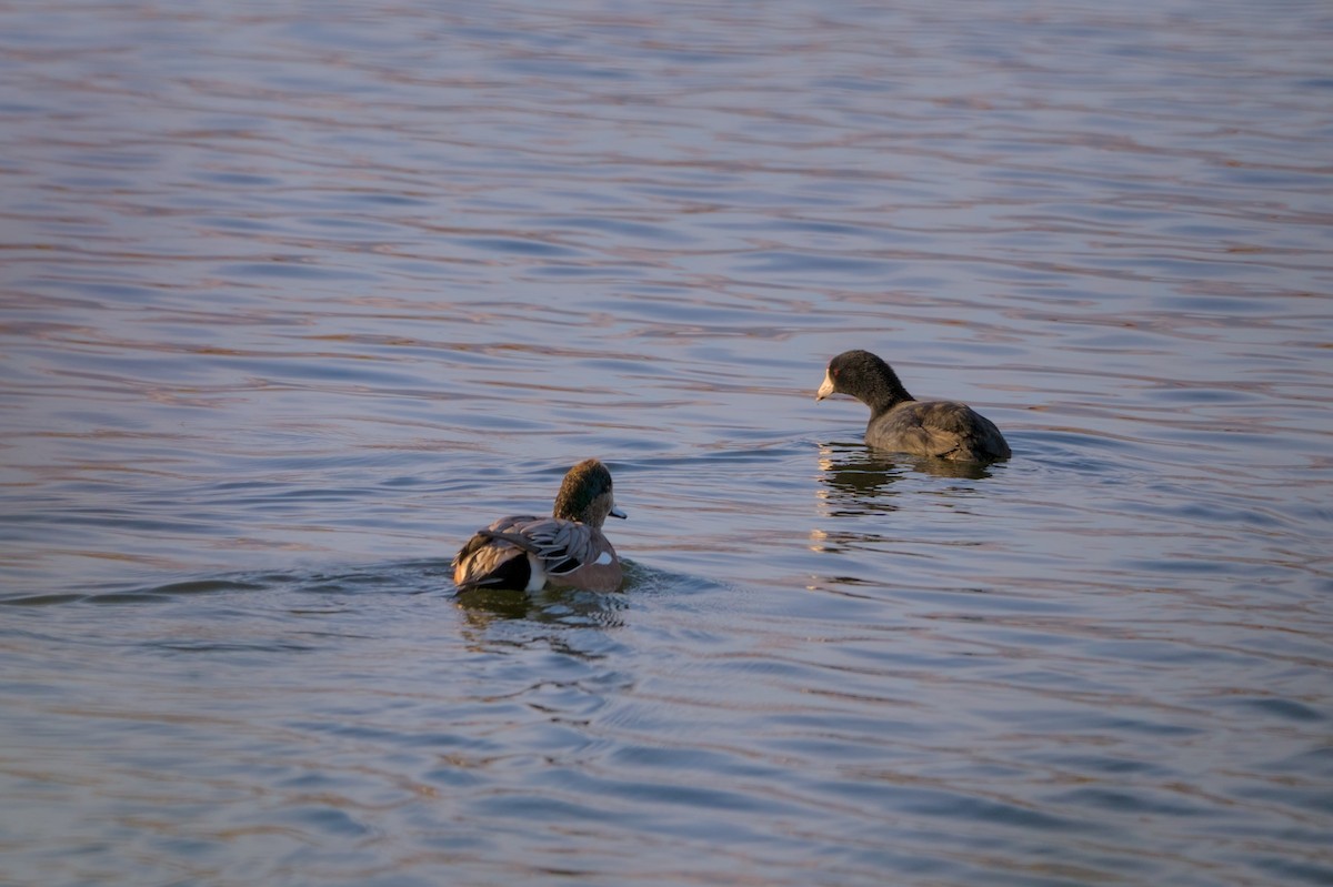 American Coot - ML626332497