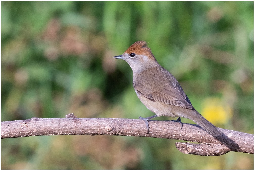 Eurasian Blackcap - ML626332566