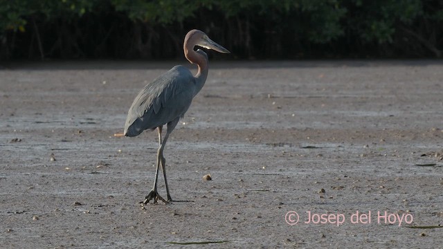 Goliath Heron - ML626332579
