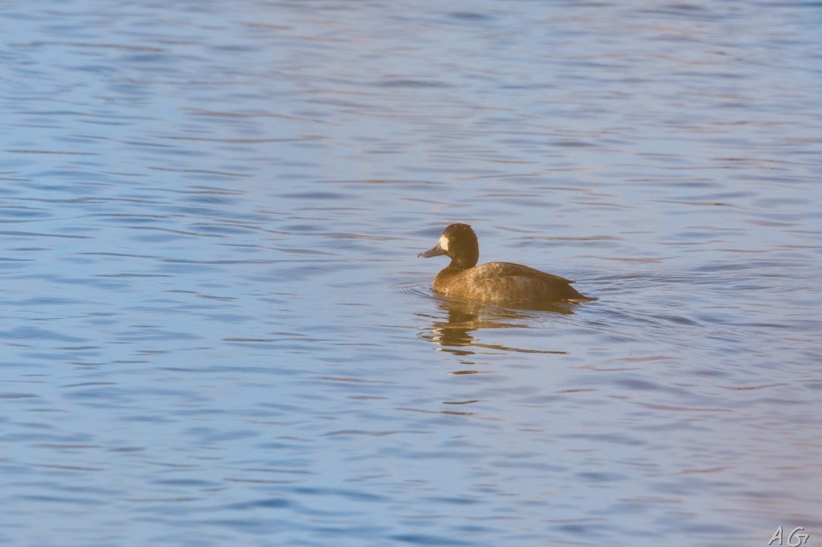 Lesser Scaup - ML626332599