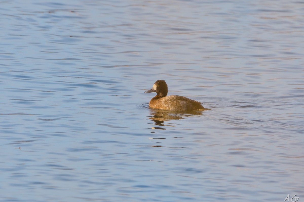 Lesser Scaup - ML626332618