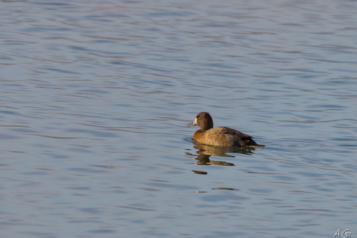 Lesser Scaup - ML626332619