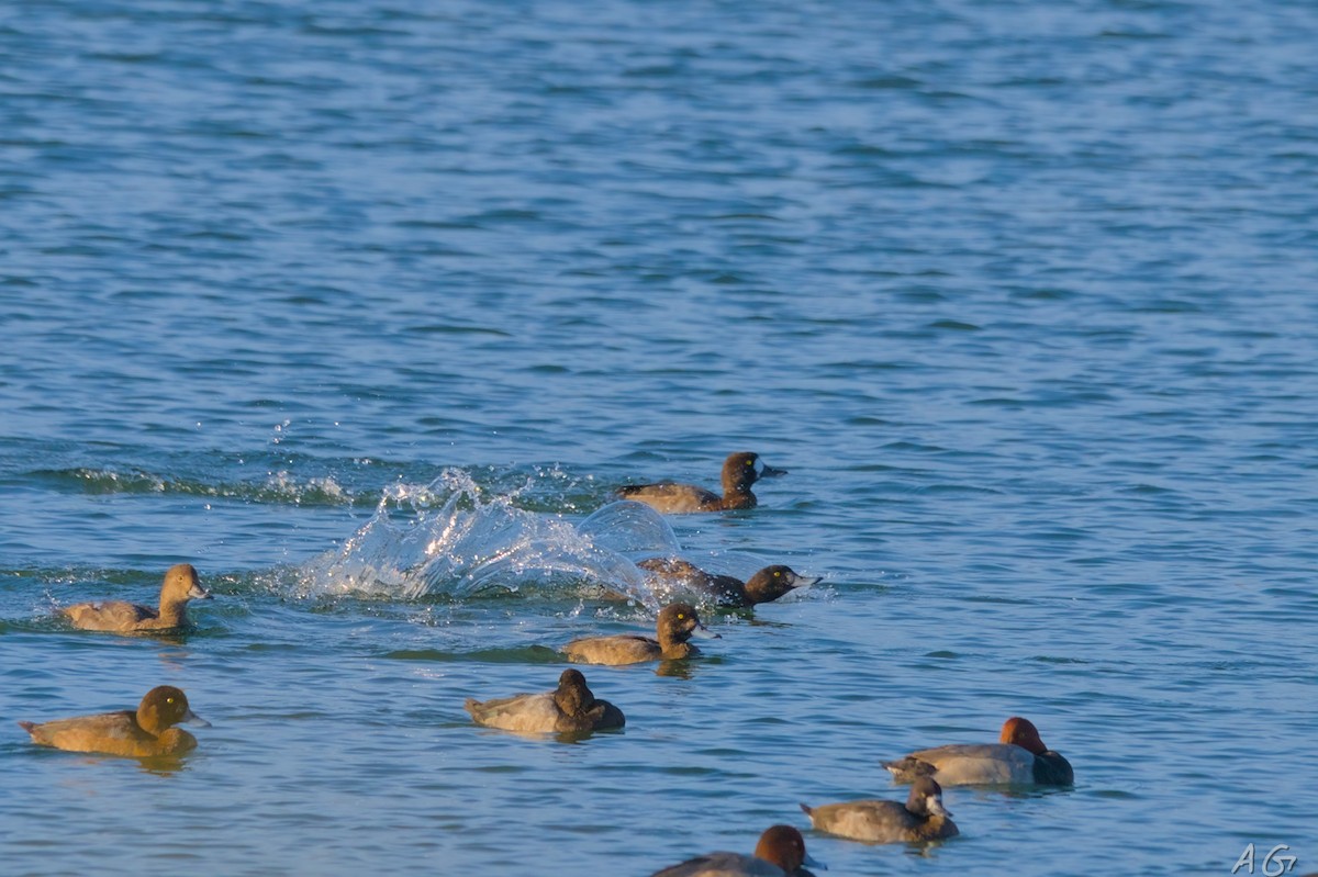 Lesser Scaup - ML626332625