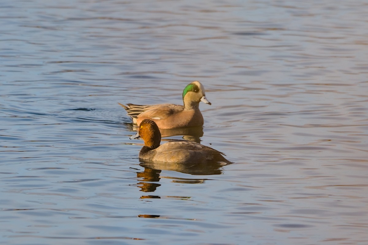 American Wigeon - ML626332631