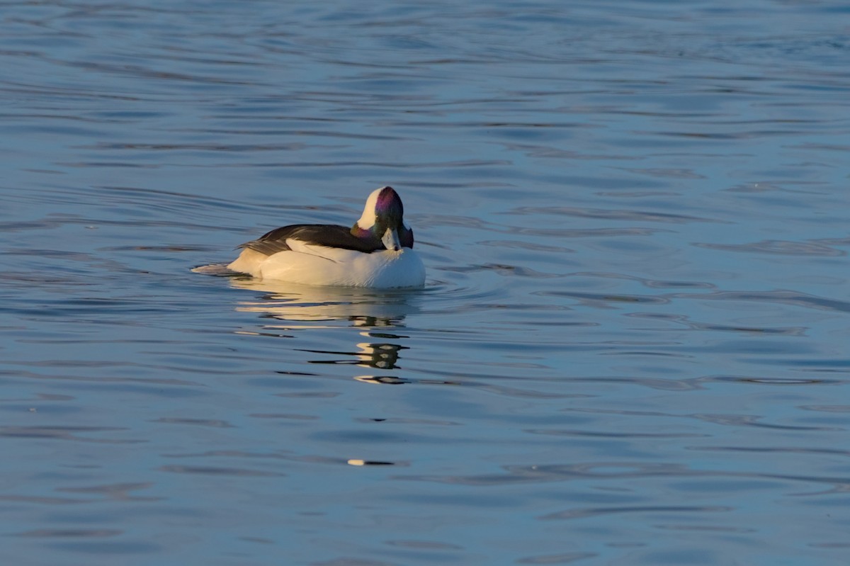 Bufflehead - ML626332672