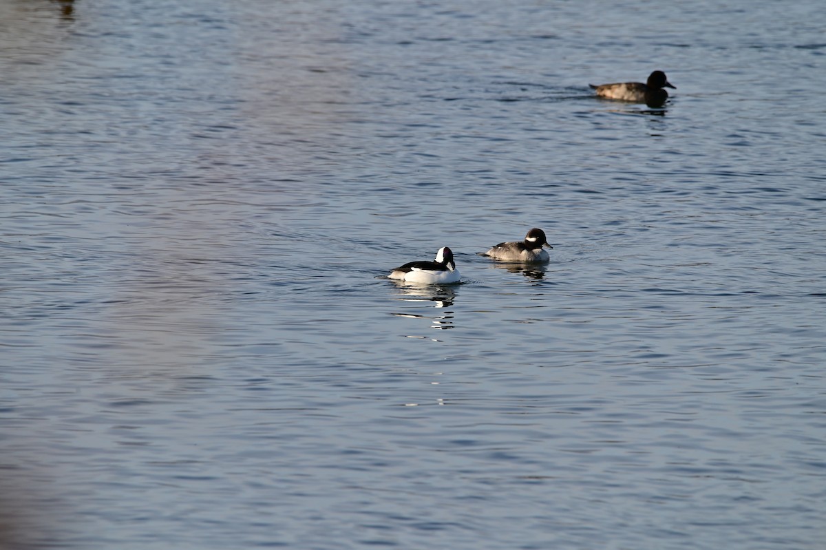 Bufflehead - ML626332682