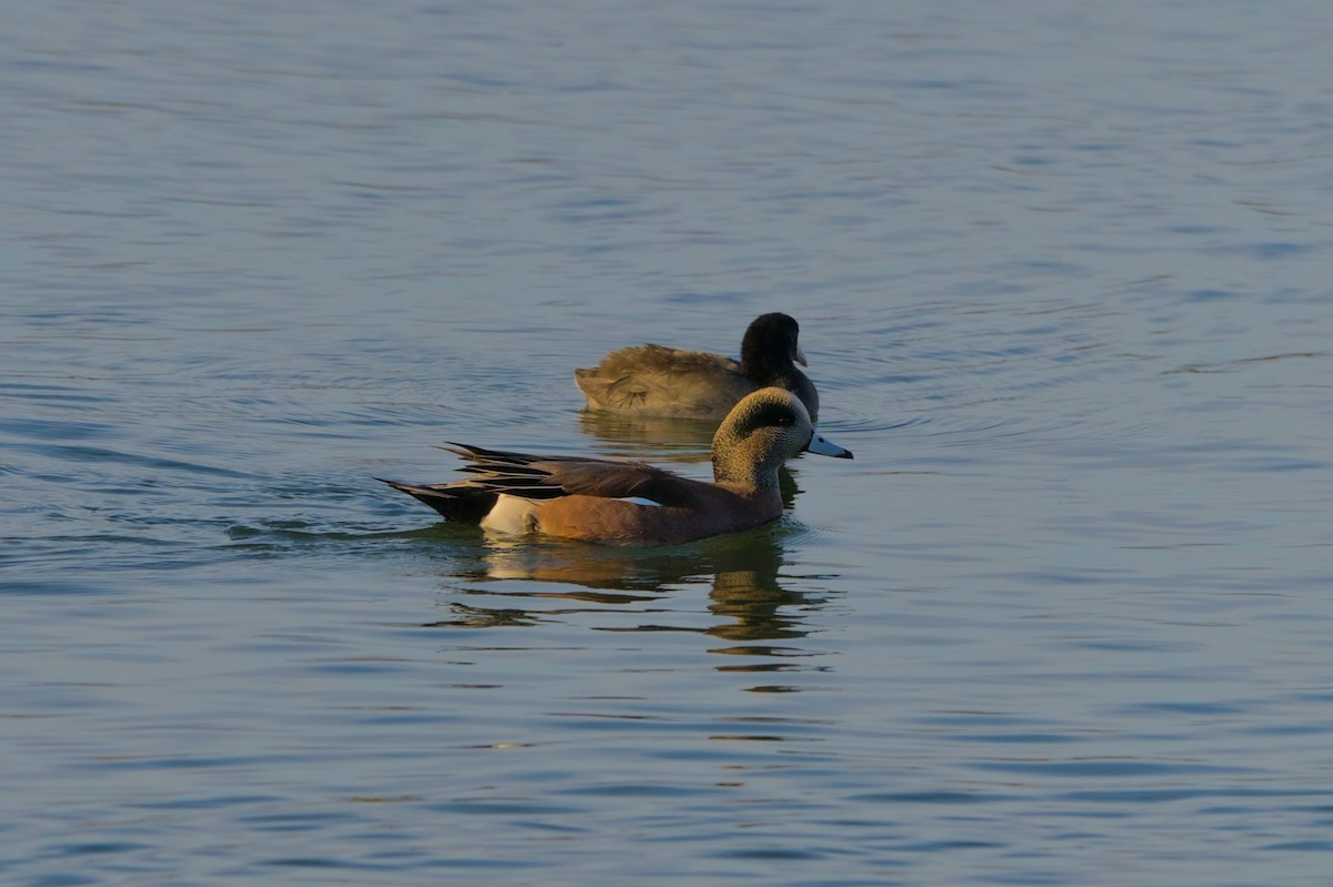 American Wigeon - ML626332722