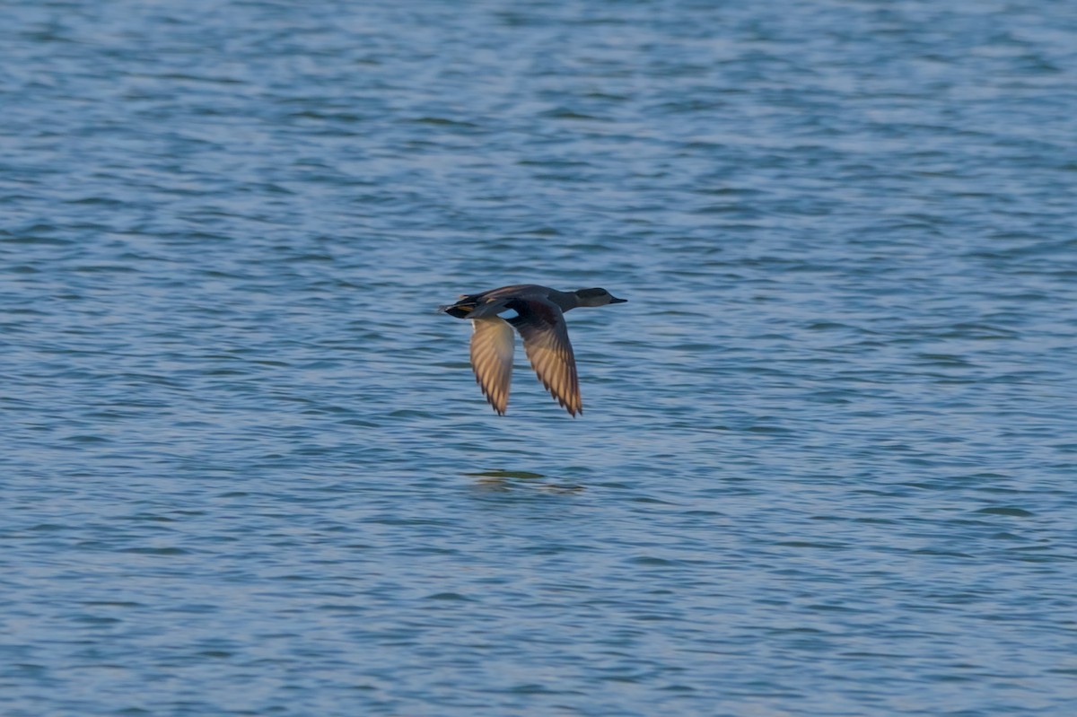 American Wigeon - ML626332744