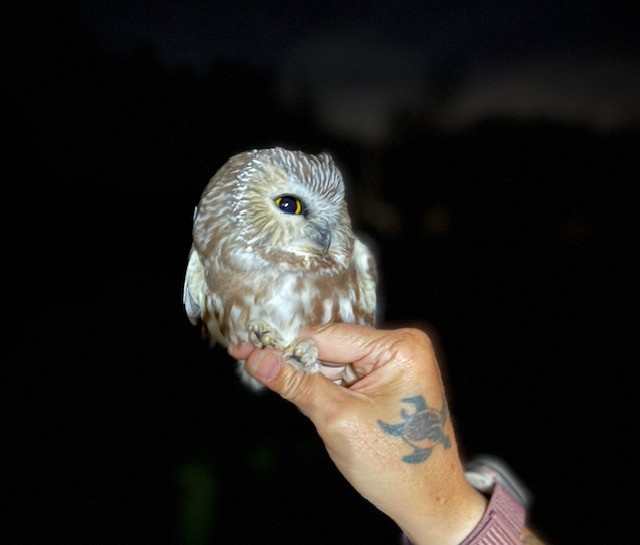 Northern Saw-whet Owl (acadicus) - ML626332854