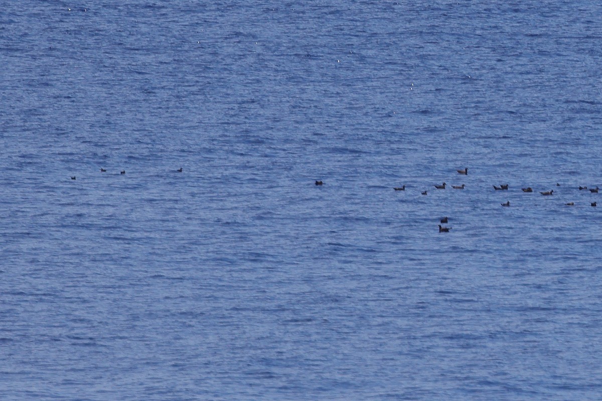 Heinroth's Shearwater - ML626332900