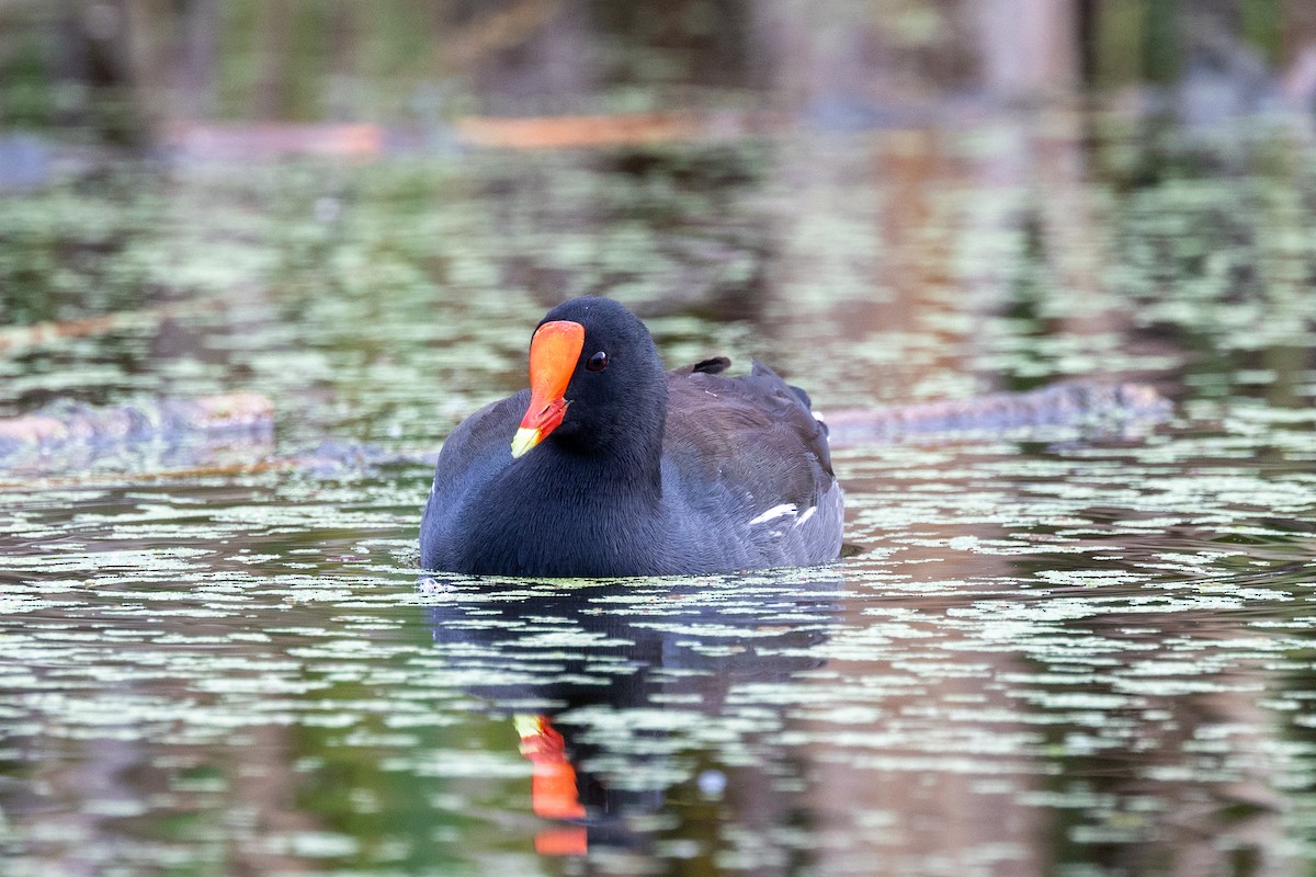 Common Gallinule - ML626333081