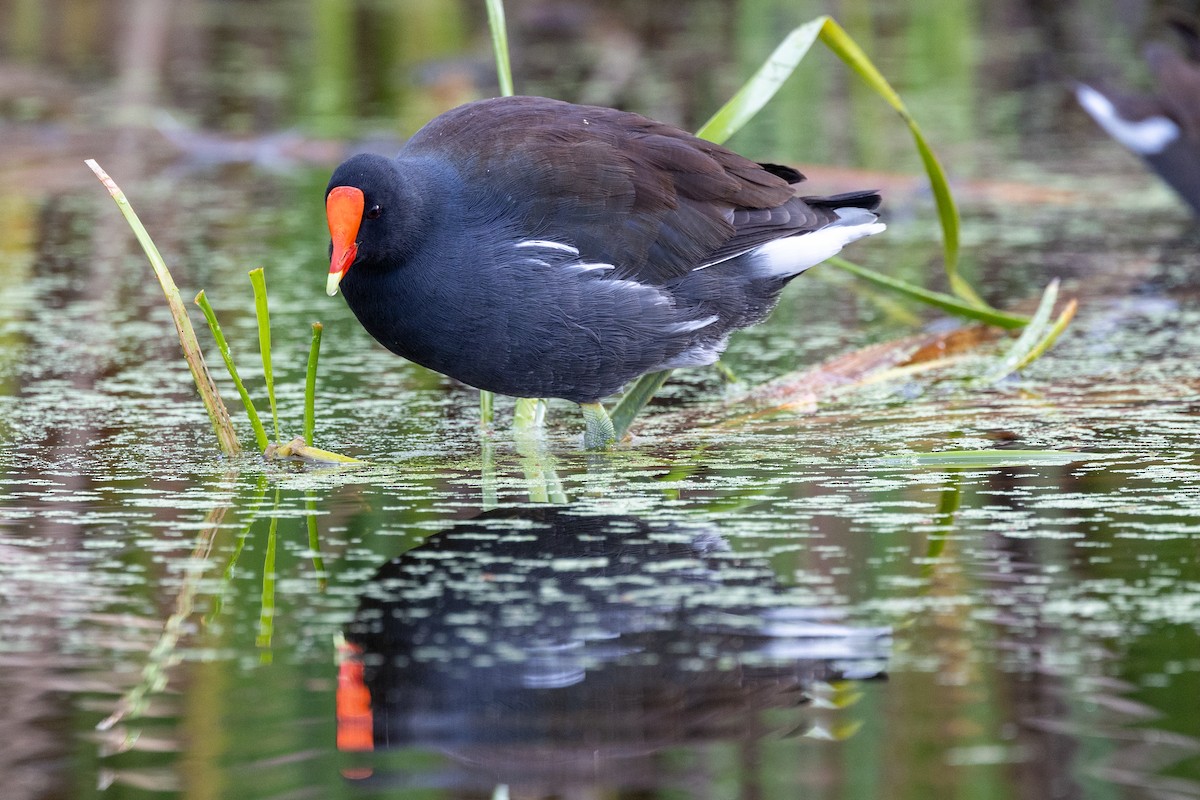 Common Gallinule - ML626333082