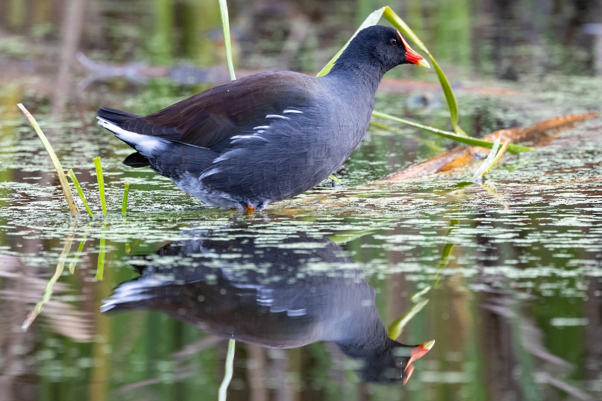 Common Gallinule - ML626333083