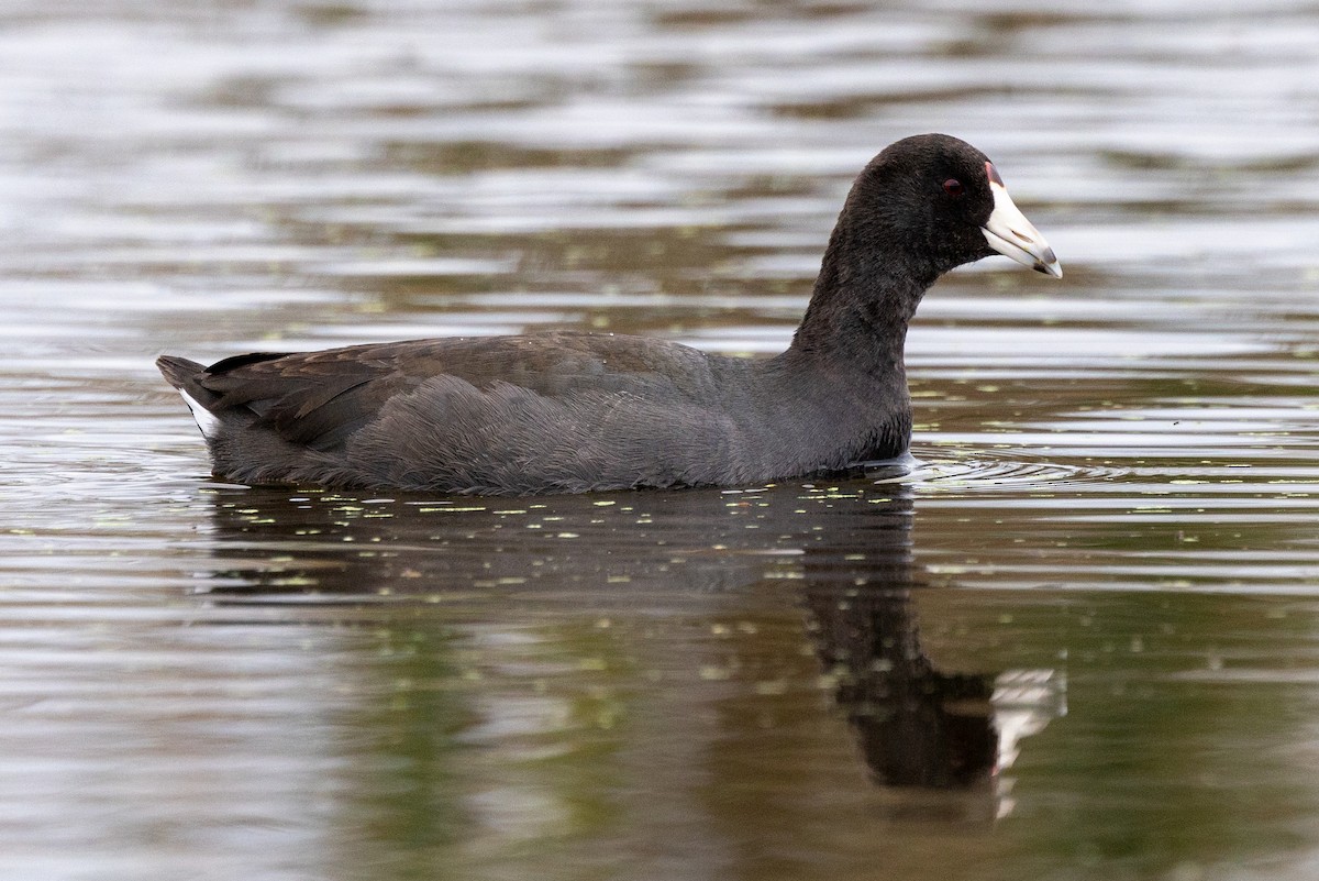 American Coot - ML626333084