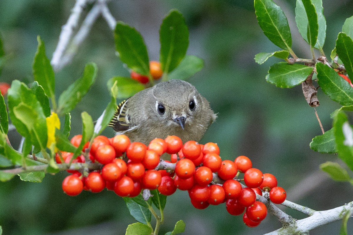 Ruby-crowned Kinglet - ML626333104