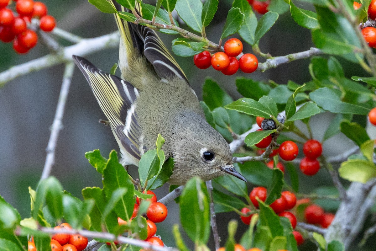 Ruby-crowned Kinglet - ML626333105
