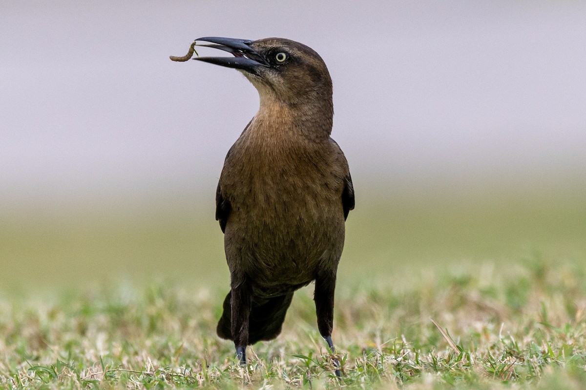 Great-tailed Grackle - ML626333108