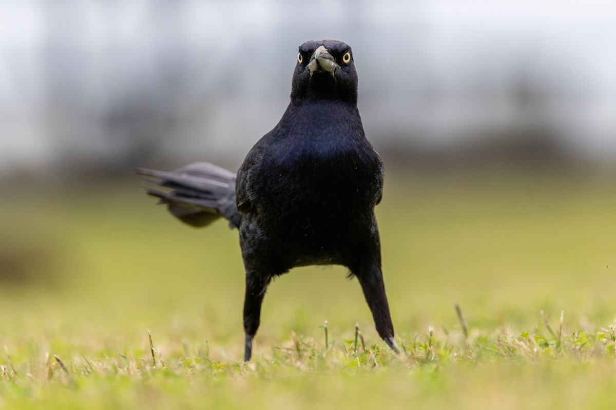 Great-tailed Grackle - ML626333109
