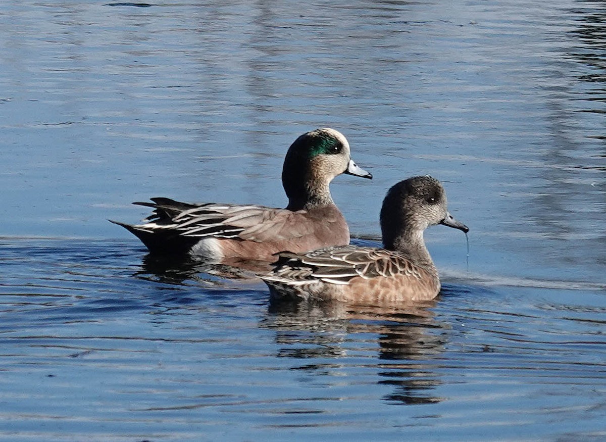 American Wigeon - ML626333116
