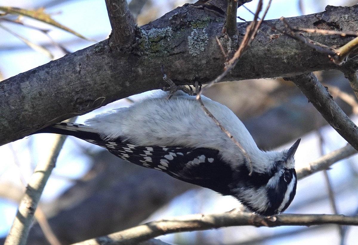 Downy Woodpecker - ML626333123