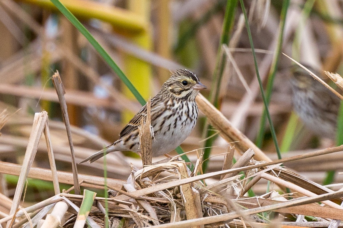 Savannah Sparrow - ML626333139