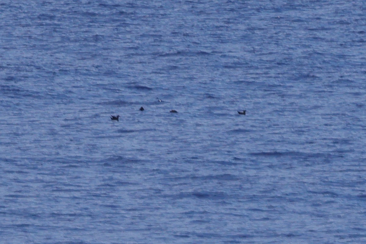 Heinroth's Shearwater - ML626333160