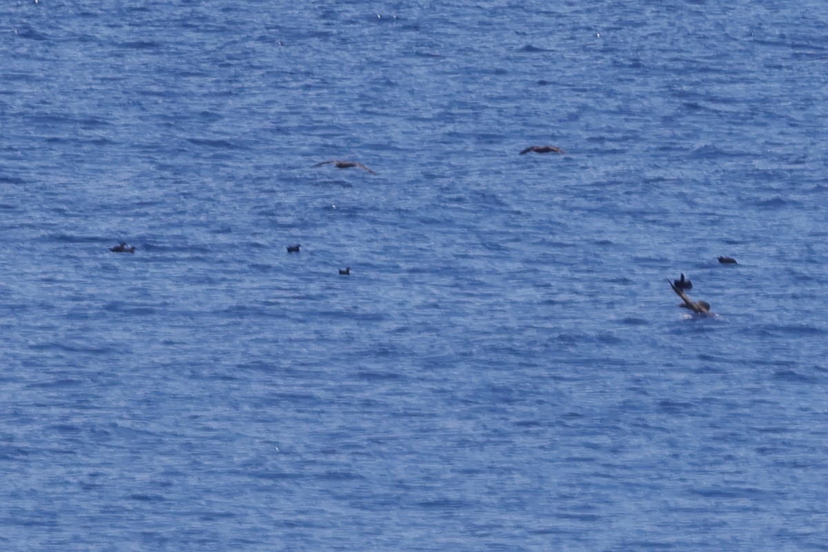 Heinroth's Shearwater - ML626333169