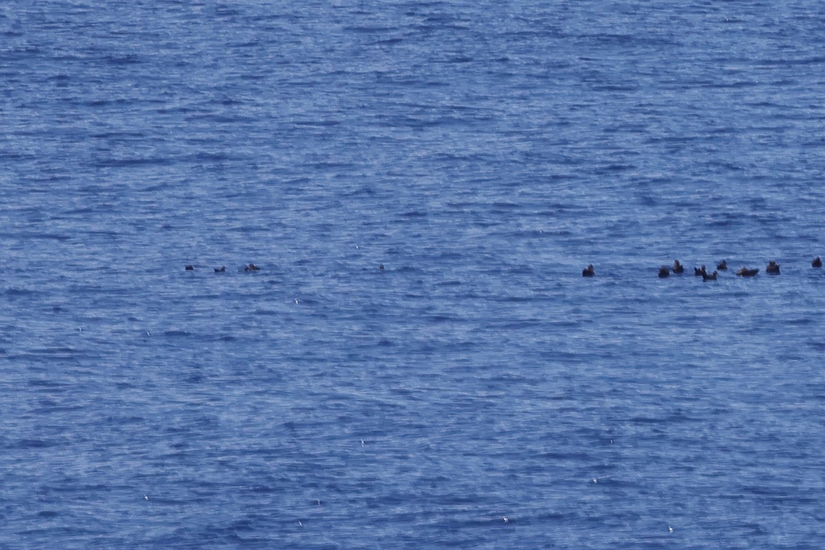 Heinroth's Shearwater - ML626333172