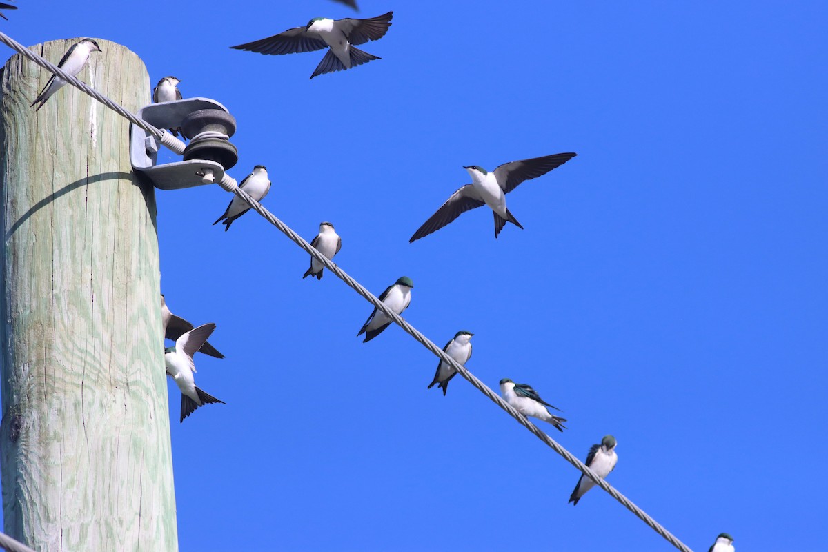 vlaštovka bahamská - ML626333406