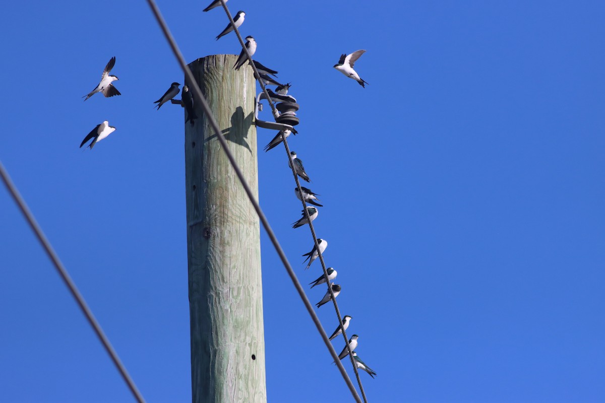 vlaštovka bahamská - ML626333407