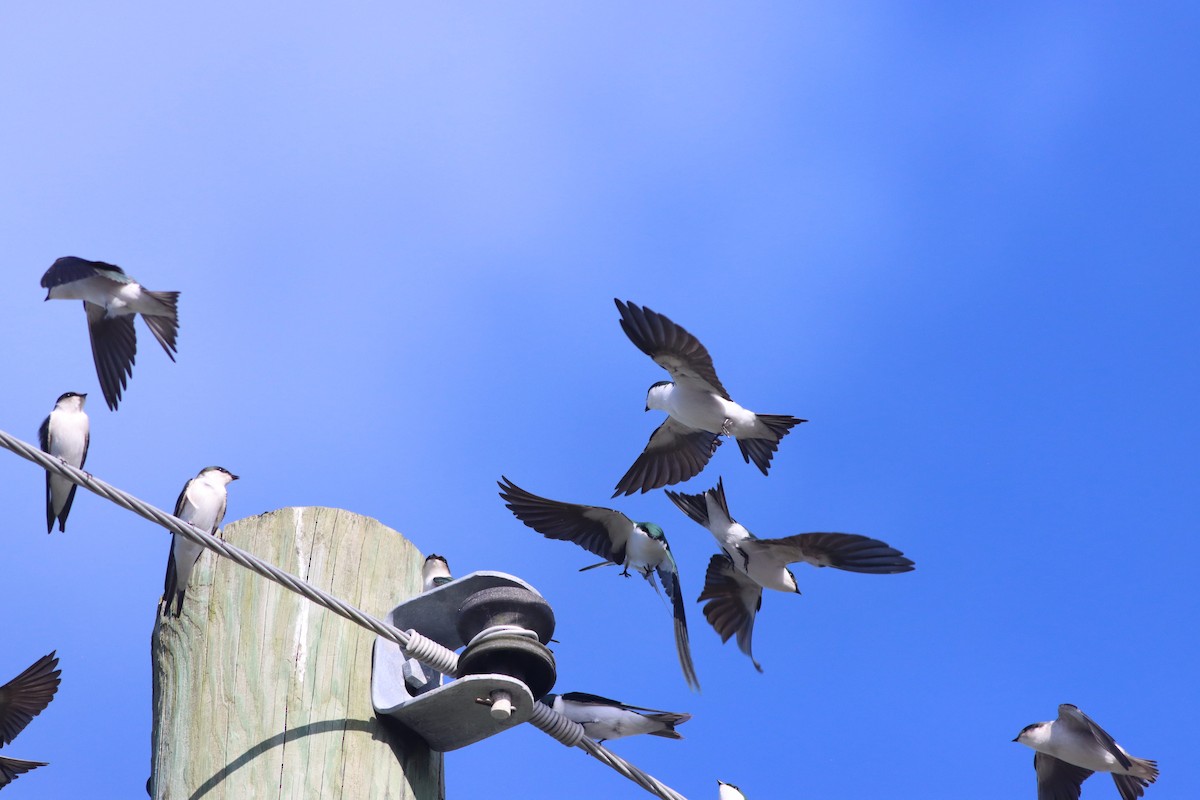 vlaštovka bahamská - ML626333408