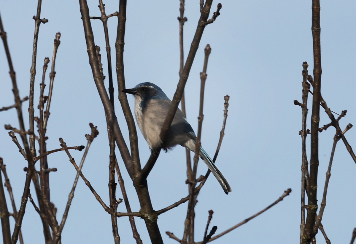 カリフォルニアカケス - ML626333575