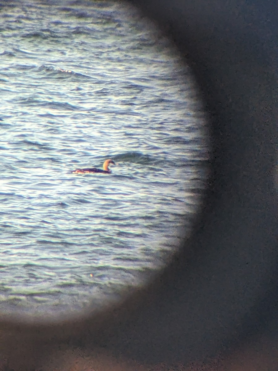 Pacific Loon - ML626333869