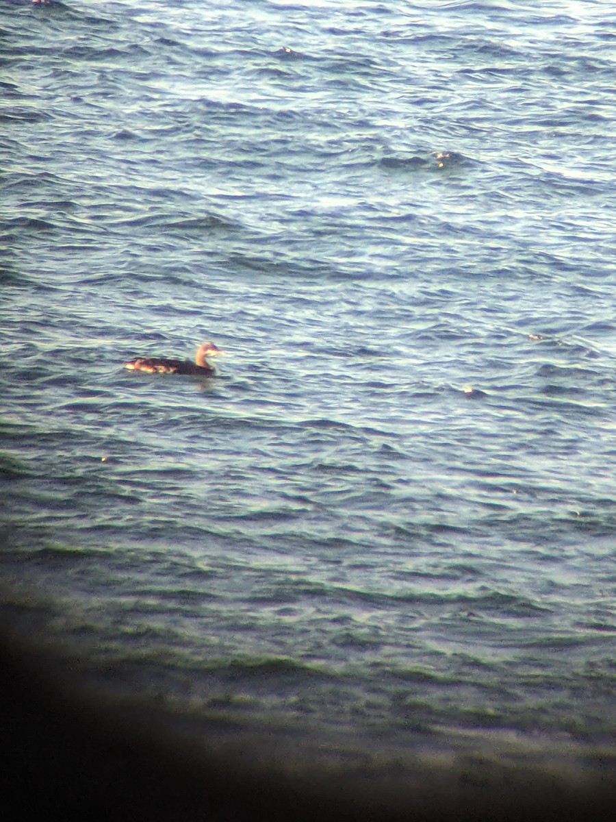 Pacific Loon - ML626333870