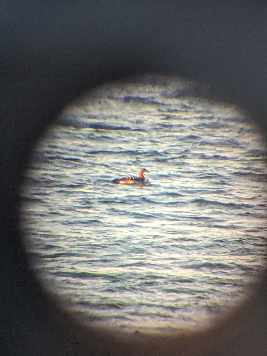 Pacific Loon - ML626333871