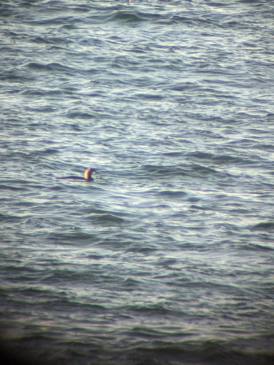 Pacific Loon - ML626333872