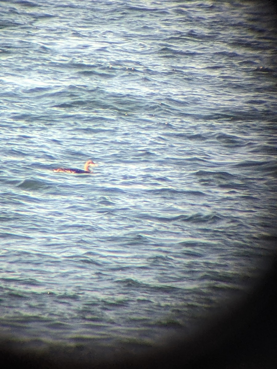 Pacific Loon - ML626333873