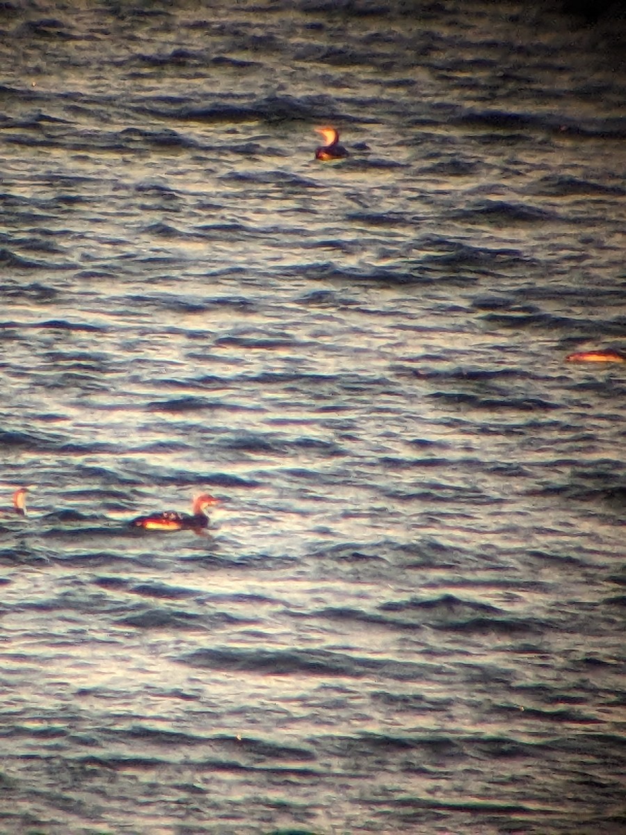 Pacific Loon - ML626333874