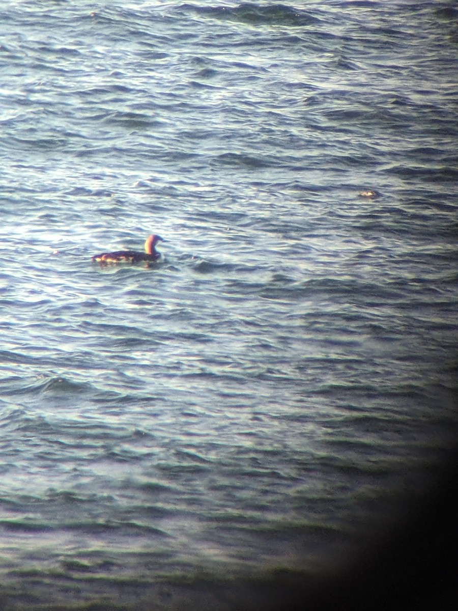 Pacific Loon - ML626333875