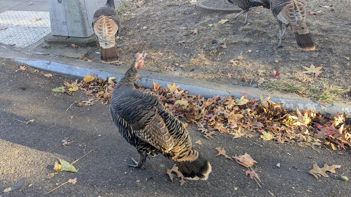 Wild Turkey - ML626333902