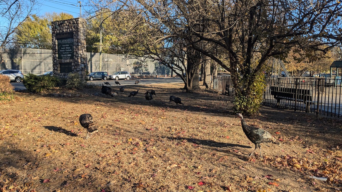 Wild Turkey - ML626333903