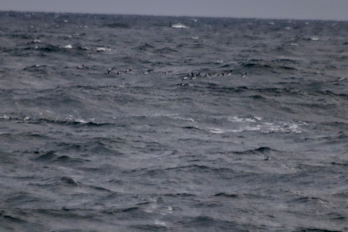 Common Murre - ML626333954