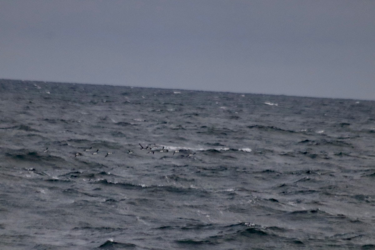 Common Murre - ML626333955